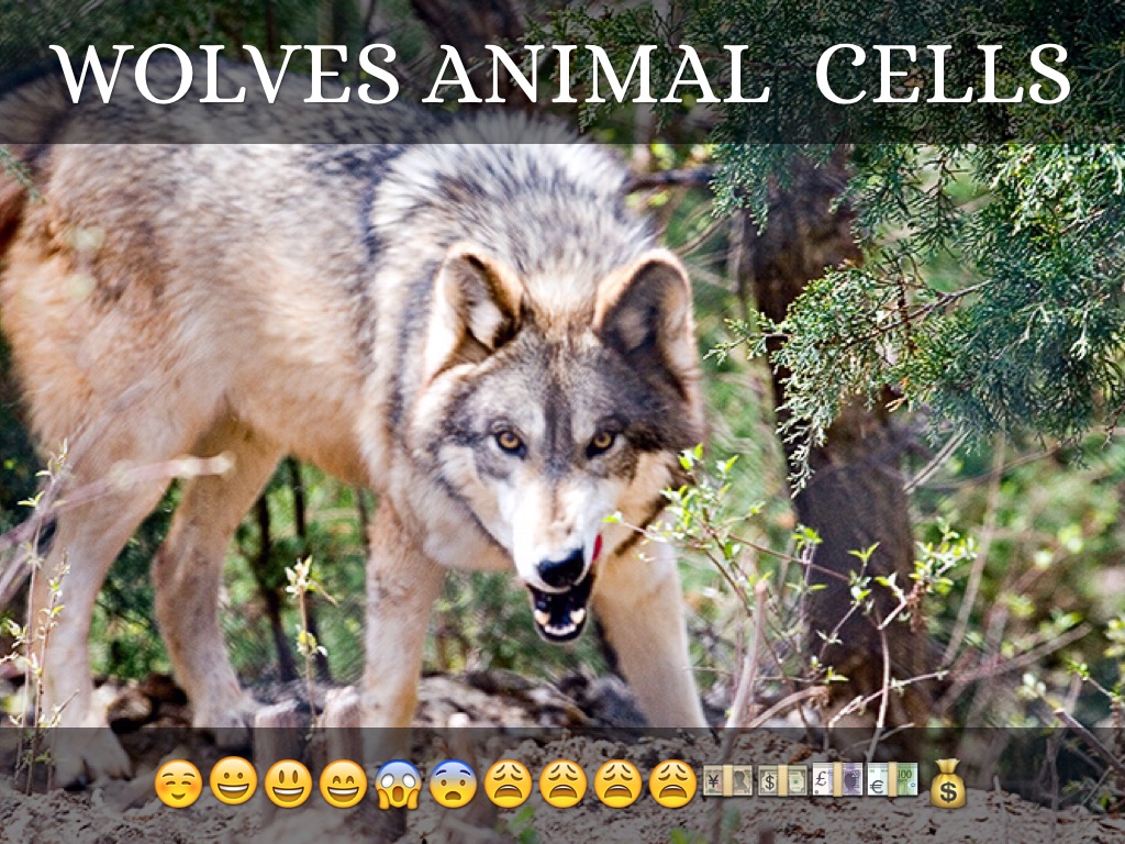 DamEi 6 Animal Cells Wolves
