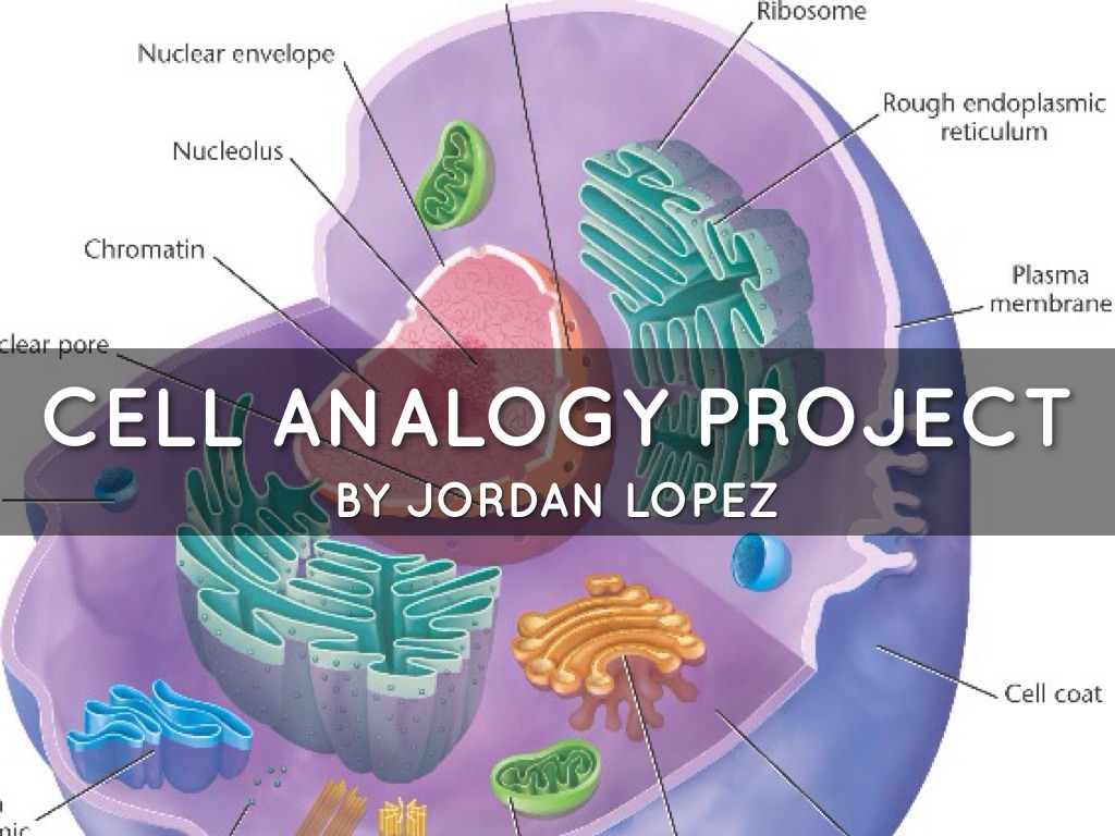 Cell Analogy Project By Jordan Lopez