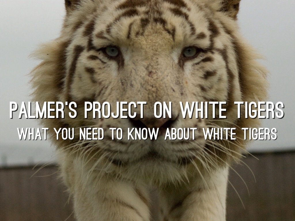 White Tiger 