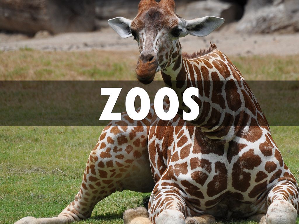 Шушлуви-умфолози. This is one of the most animals. Красивая природа животные. Animals презентация. Wild animals 4 класс.