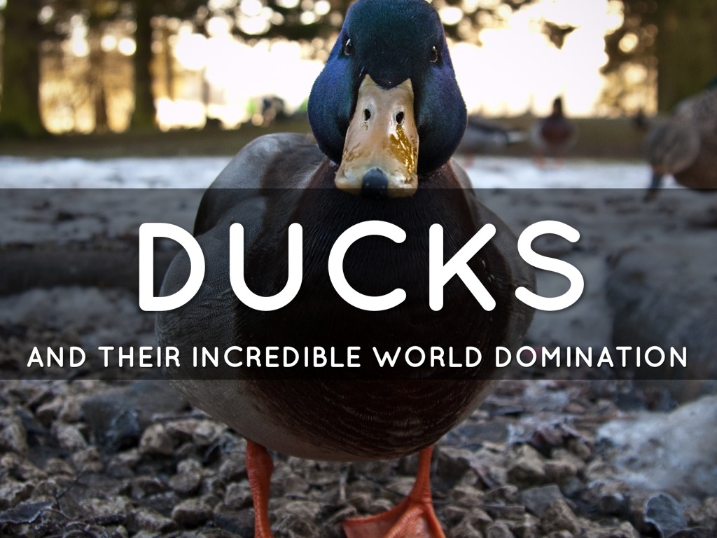 Ducks