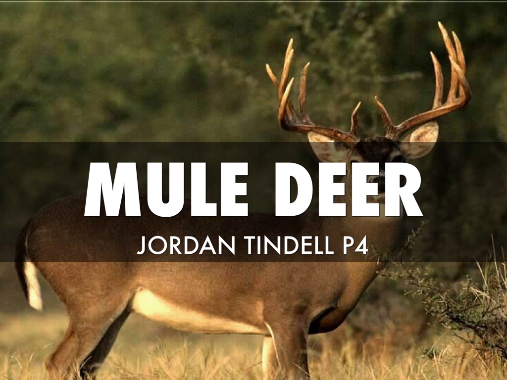 Mule Deer 