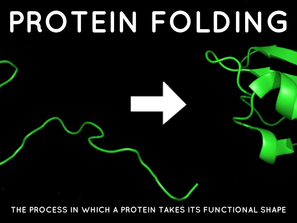 Protein Folding by Matthew Rodriguez