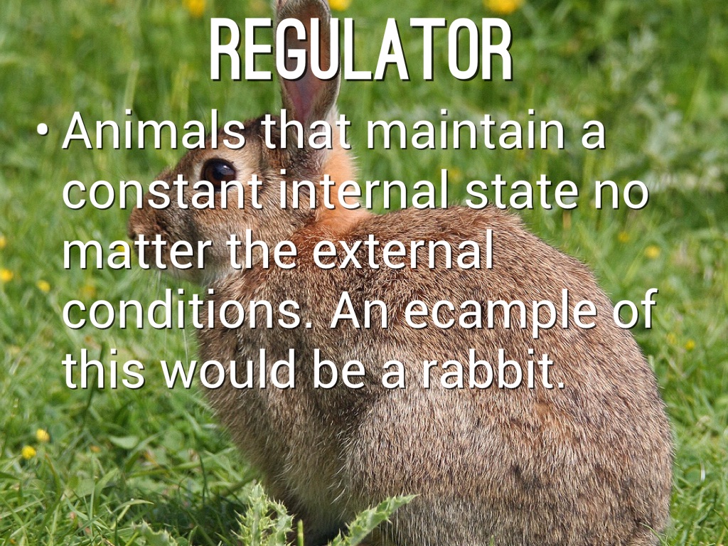 Ecology by Grace Terrell