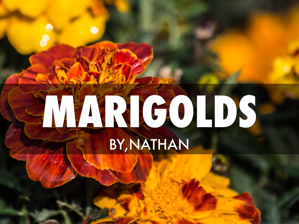 marigolds!