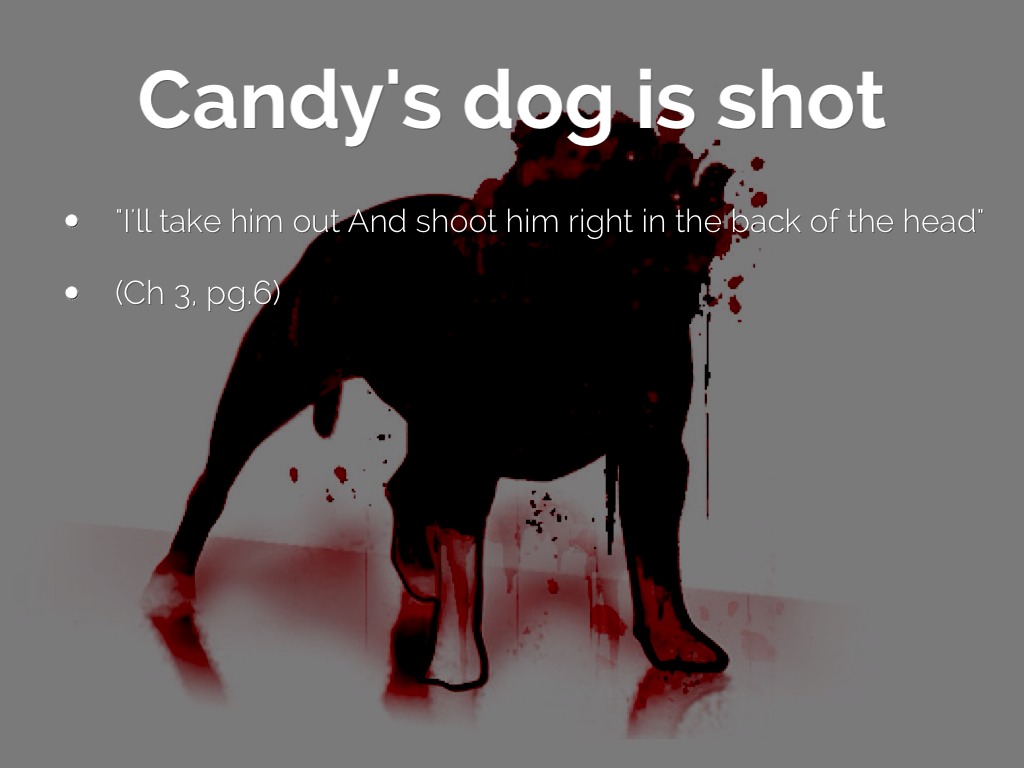 Why Is The Shooting Of Candys Dog Important