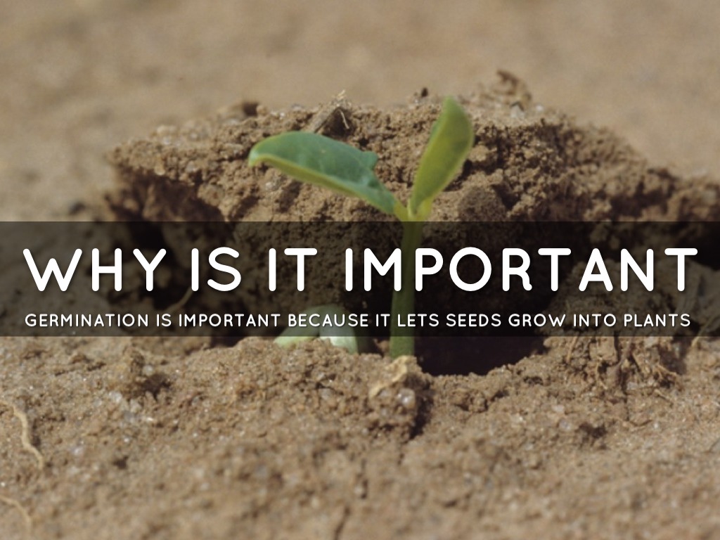 Germination by James Pifer