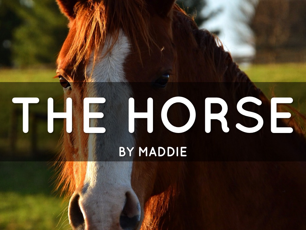 The Horse