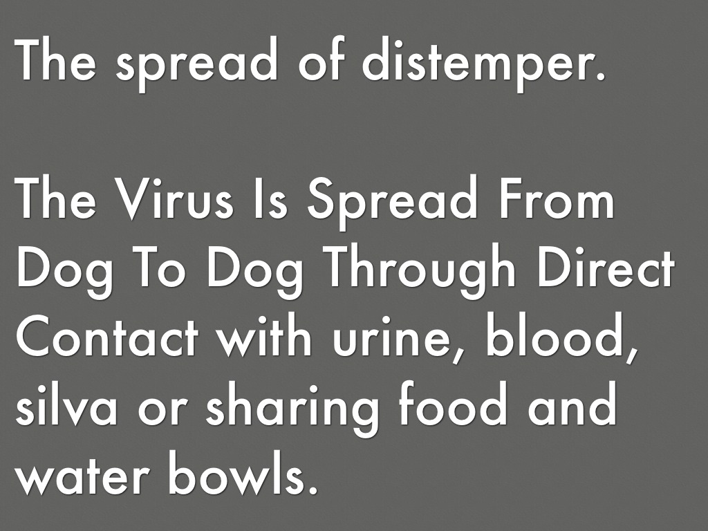 Distemper by Holly Turner