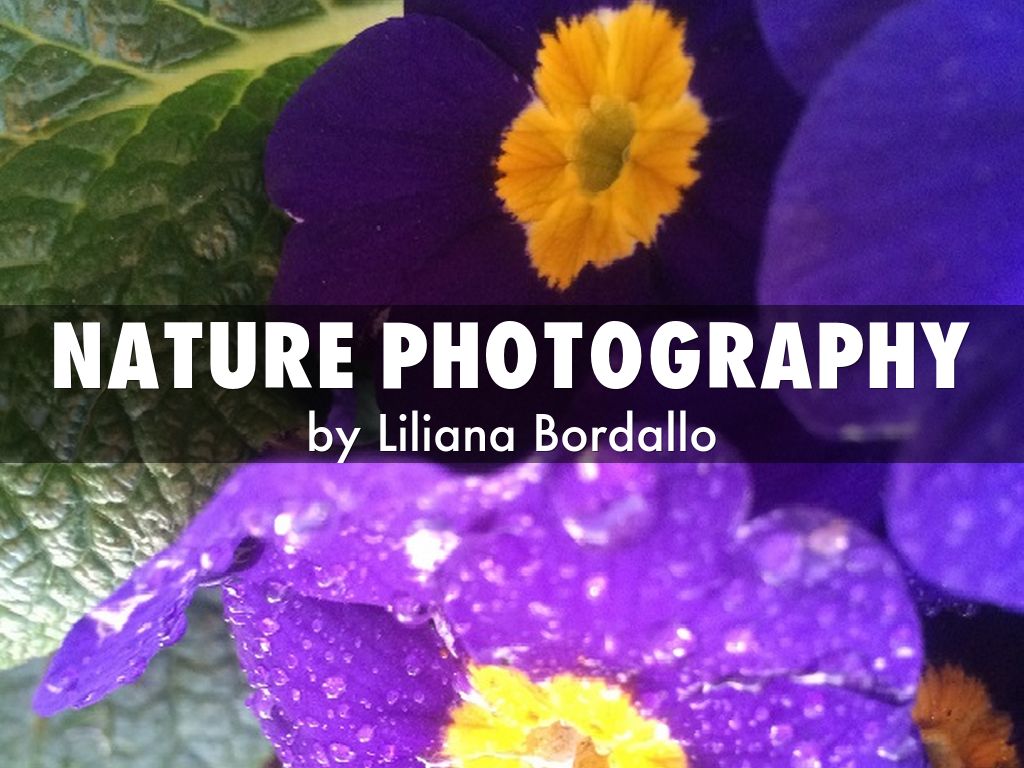 Nature Photography by Liliana Bordallo