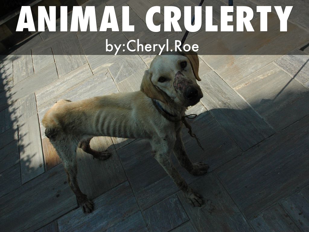 animal crulerty