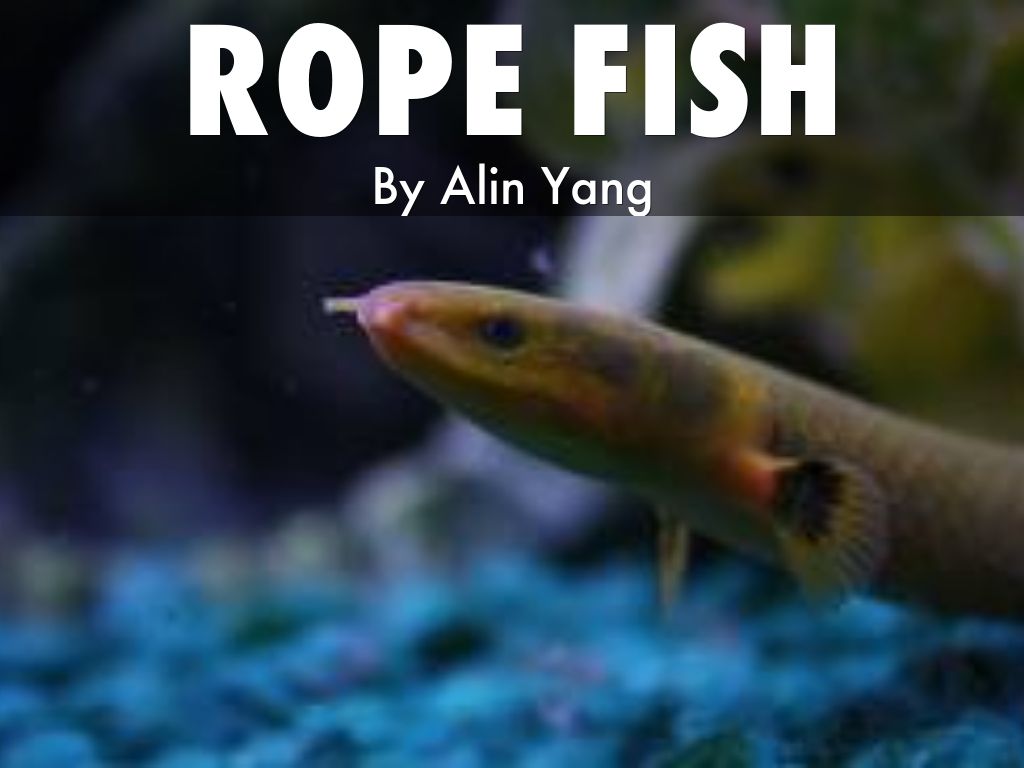 Rope Fish by alinthealien