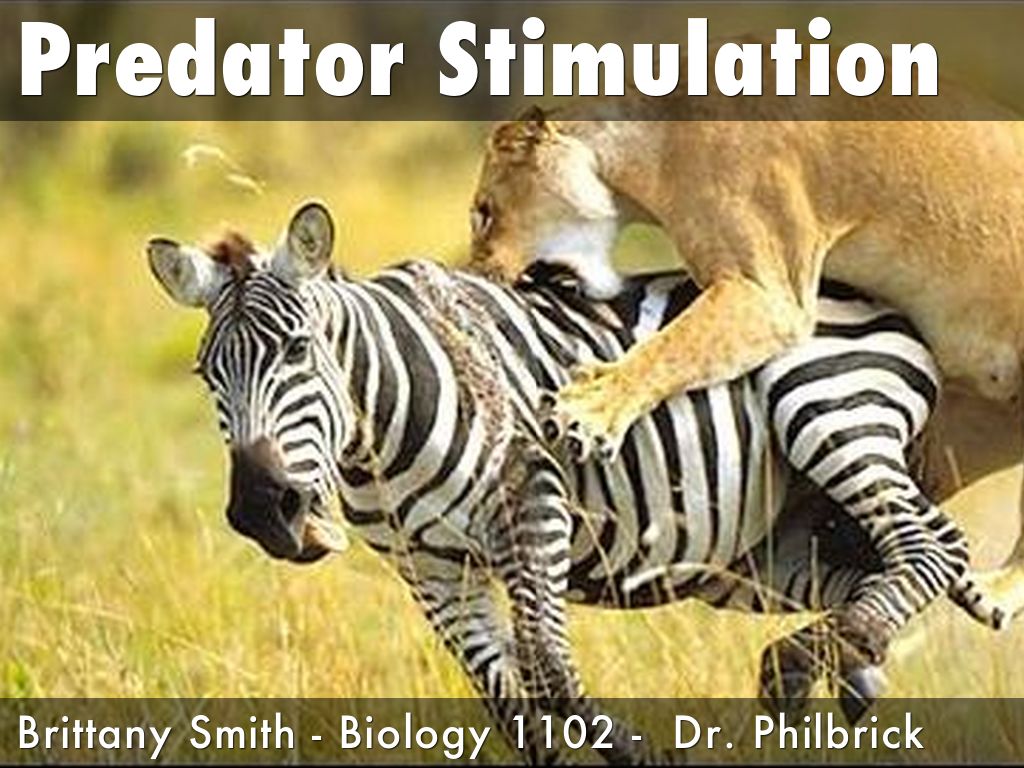 Predator Stimulation