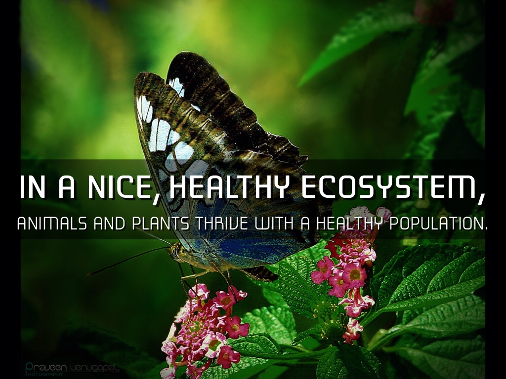 Habitats vs. Ecosystems by James Durdes