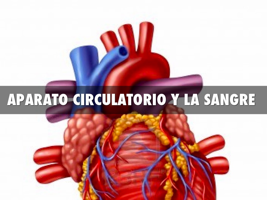 Aparato Circulatorio