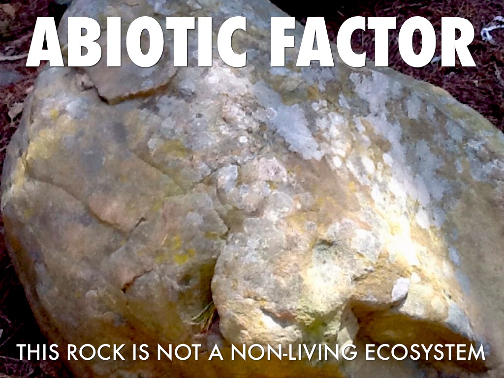 Period6 Jazmine And Feliza Ecology