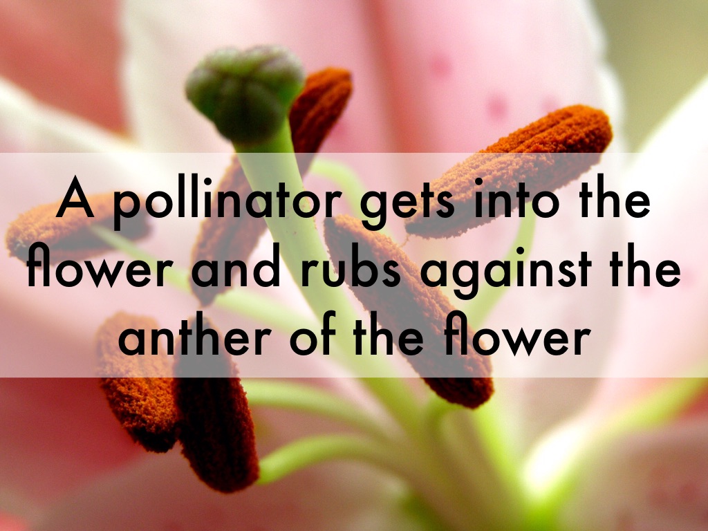 Pollination by Karina Moroz