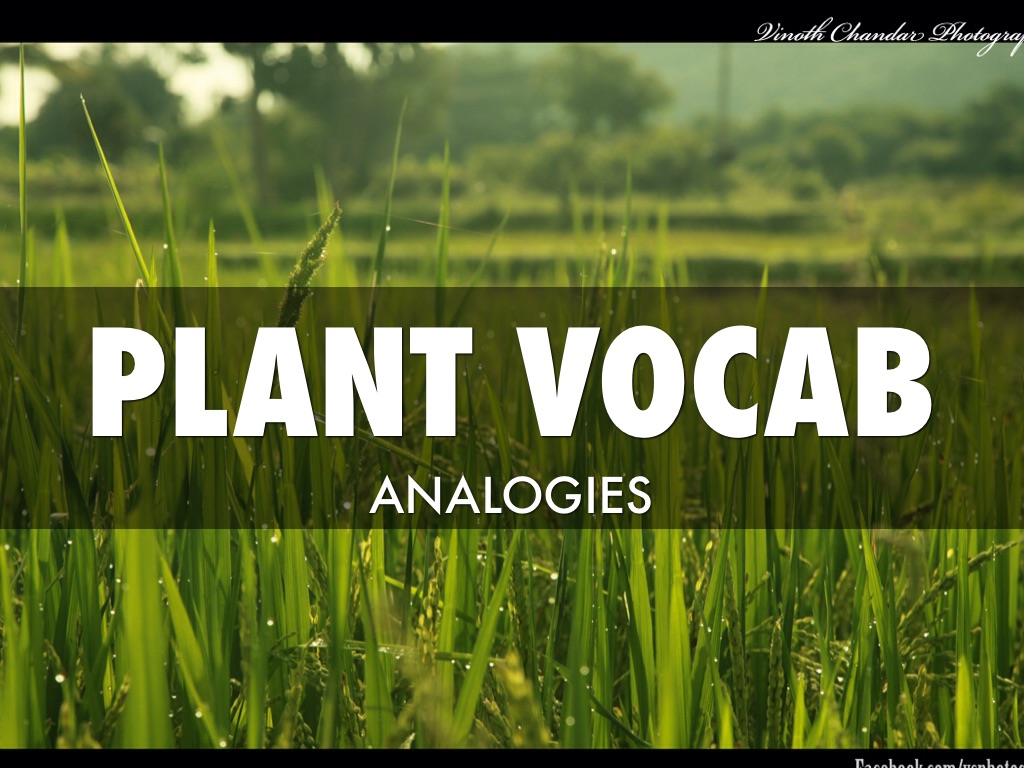 Plant Vocab Analogies