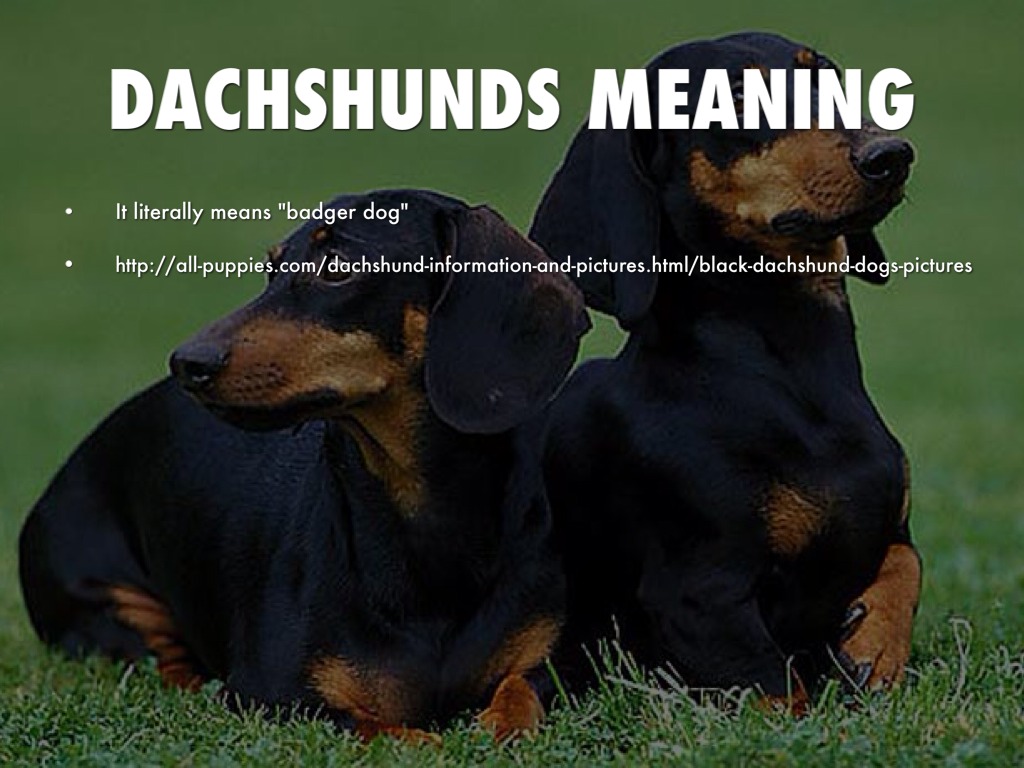 Dachshund by Halle Ortner