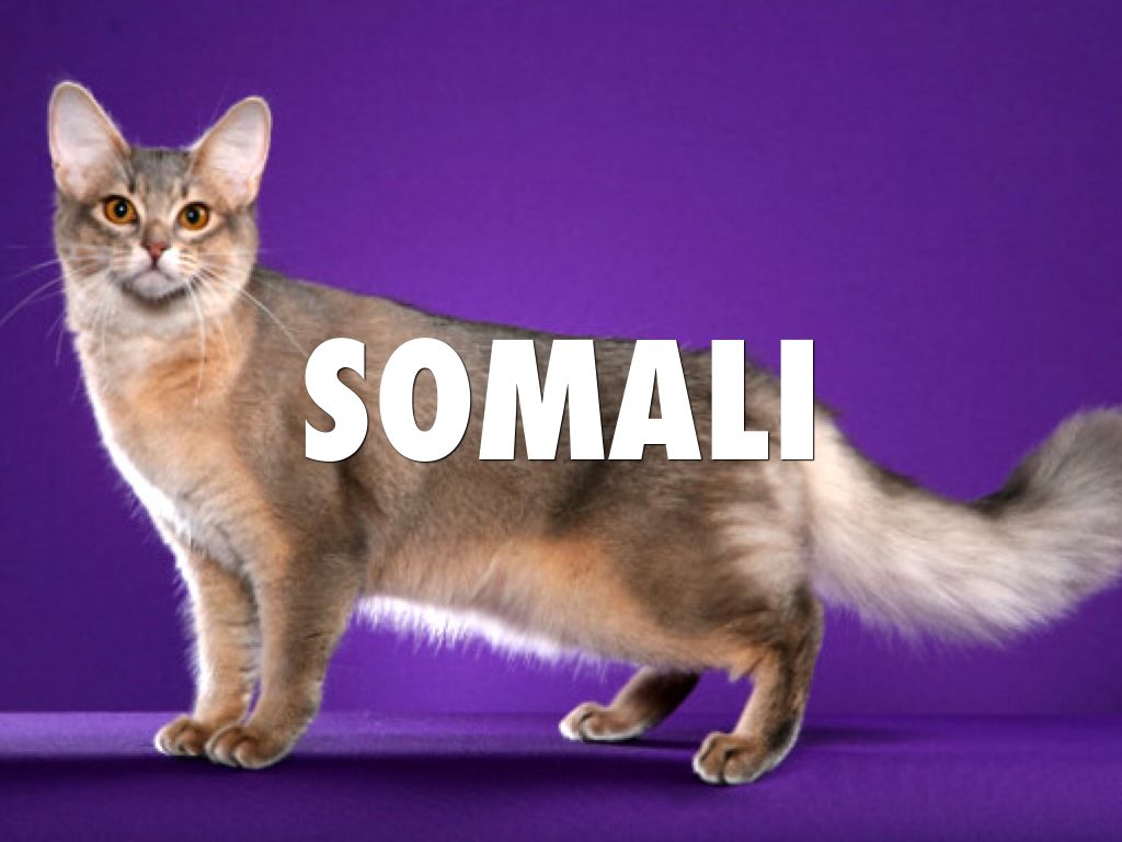Copy of Somali