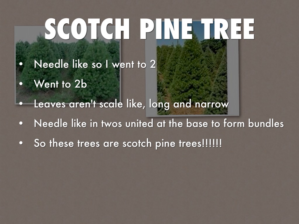 Plant Adaptations by Brittany Hernandez