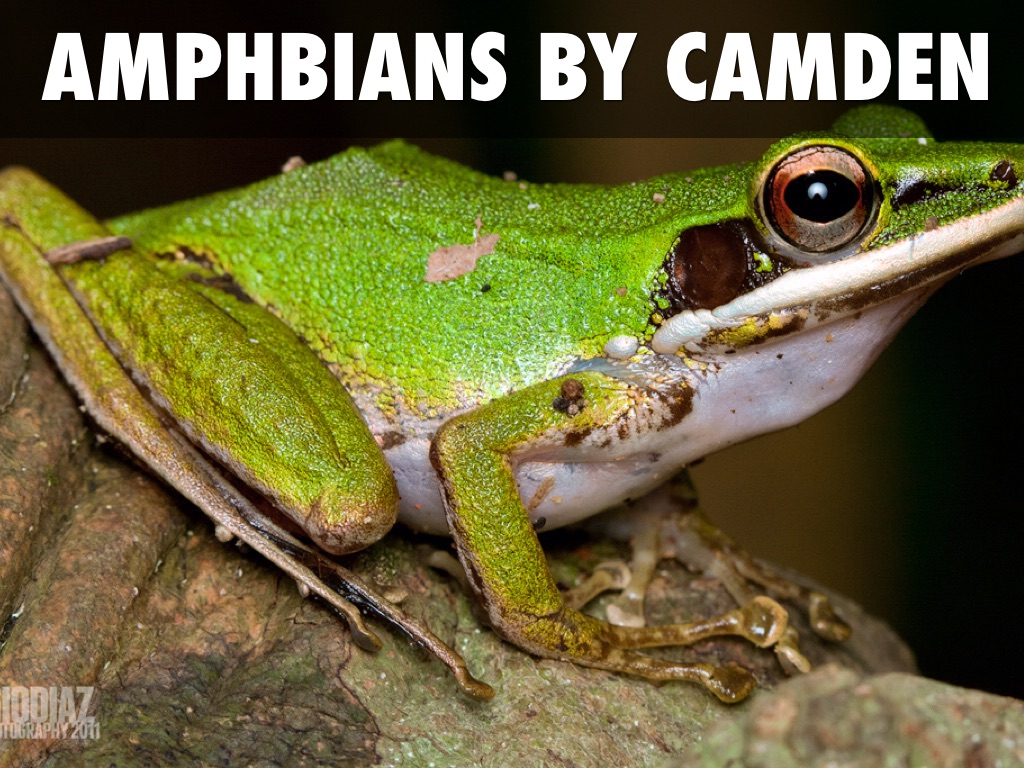Amphibians By Camden