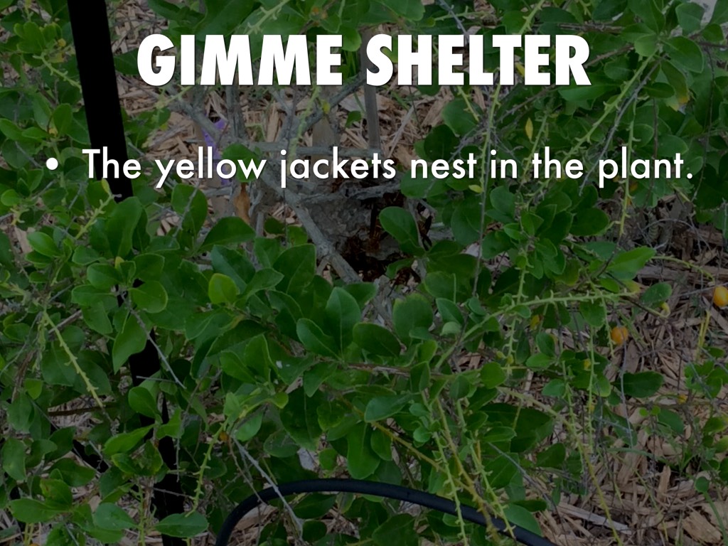 Ecology Scavenger Hunts 