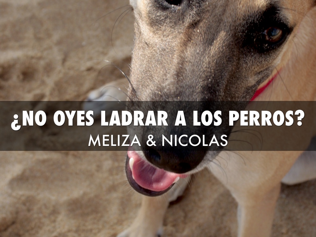 ¿no Oyes Ladrar A Los Perros?