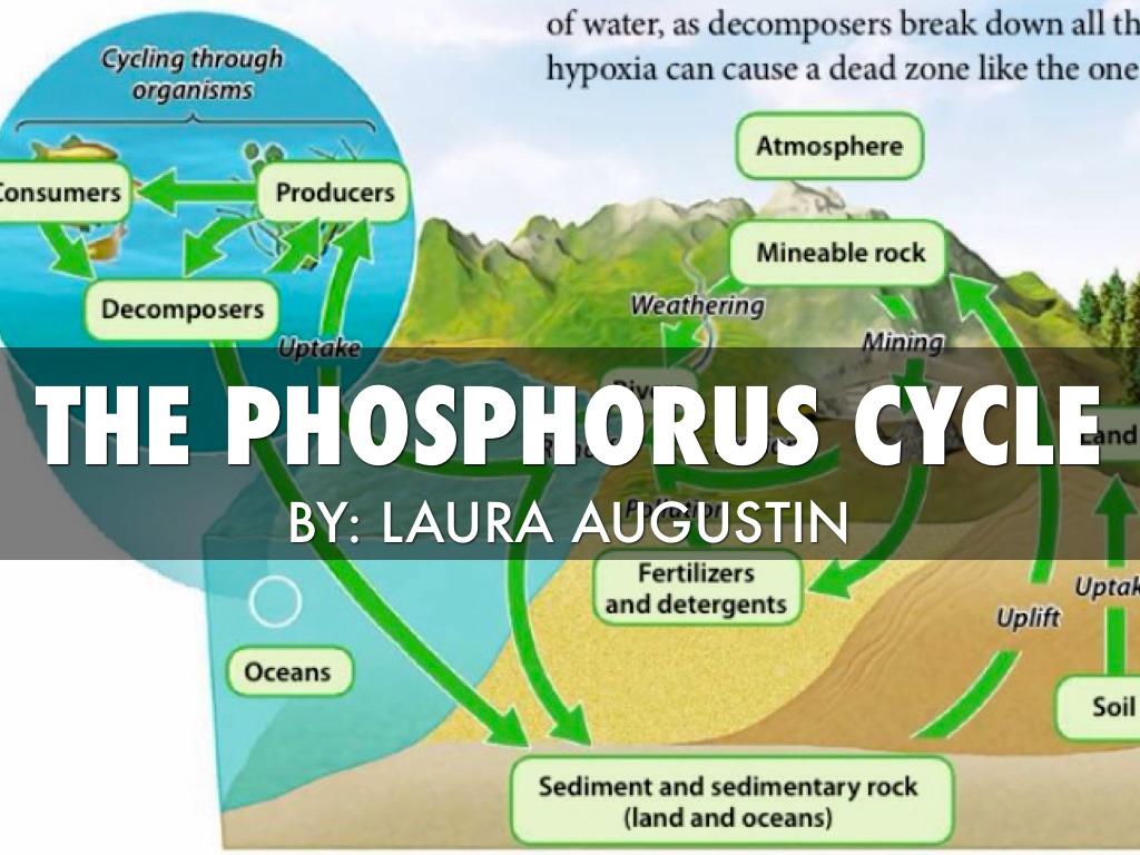 The Phosphorus Cycle by Laura Augustin nitrogen cycle diagram in plants 