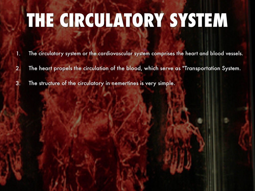 THE CIRCULATORY SYSTEM