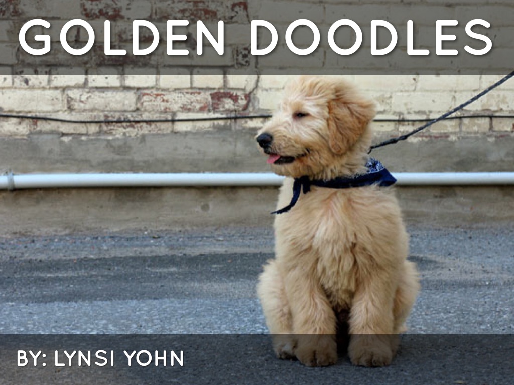 Golden doodles 