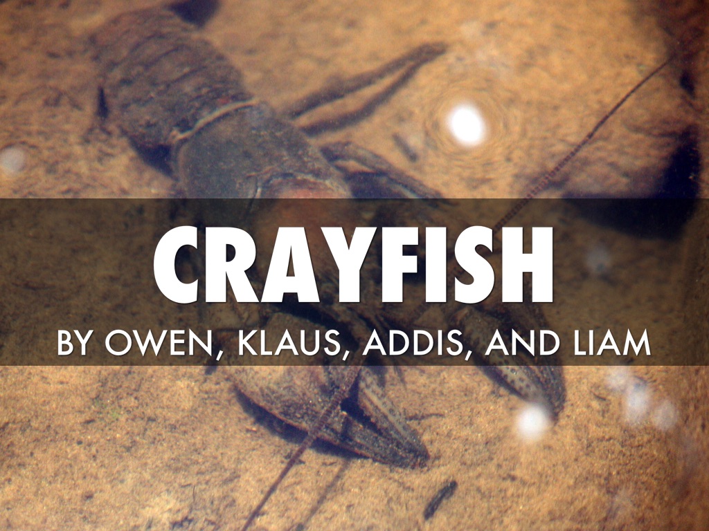 All About Crayfish