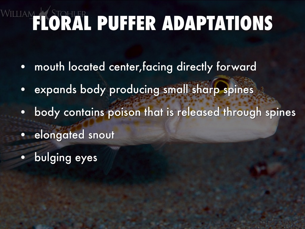 Fish Adaptation Activity by Kylan Branch