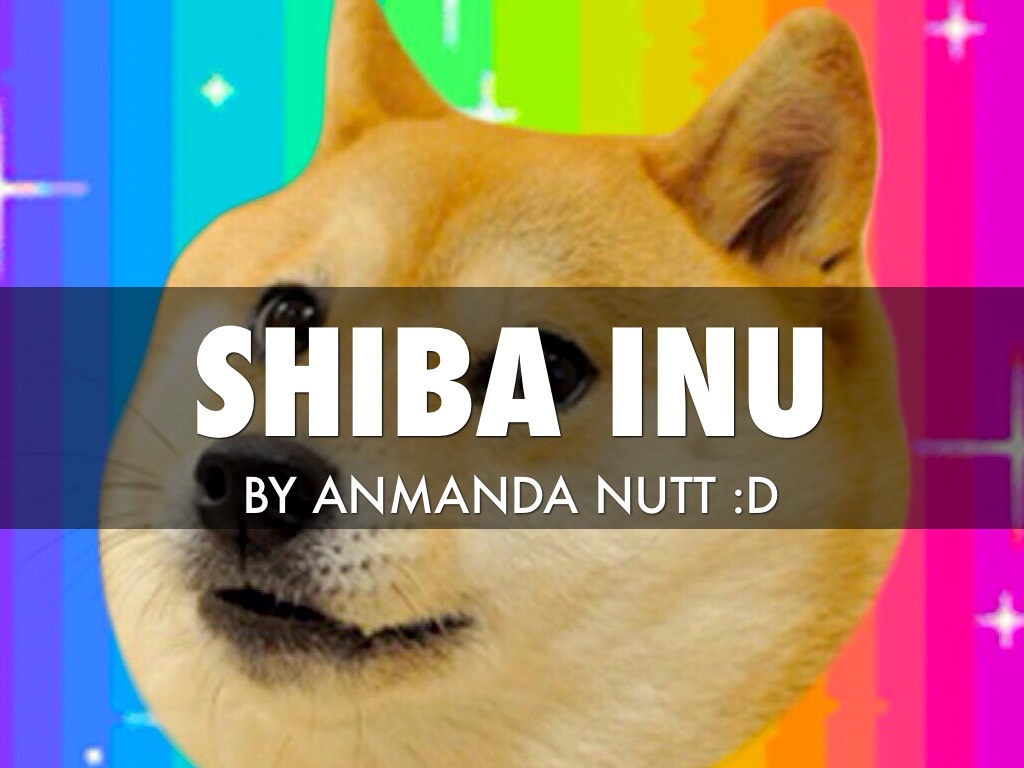 Shiba Inu WIP