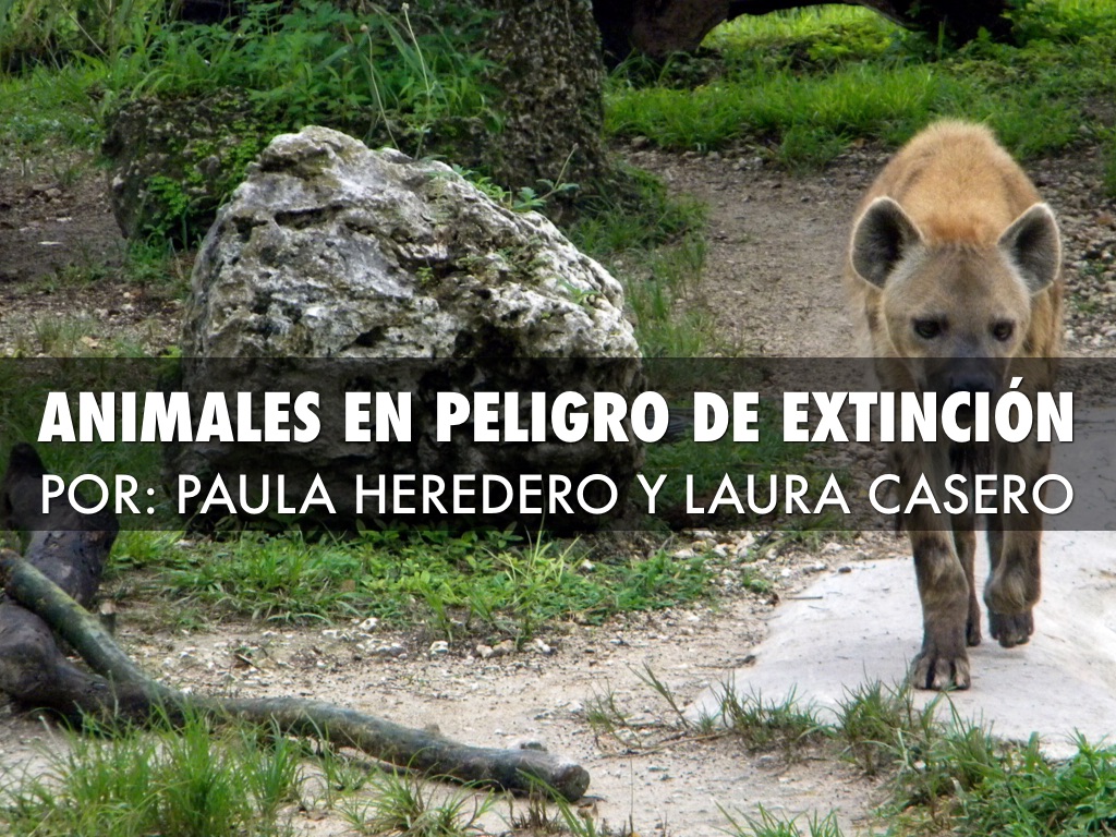 Animales En Peligro De Extinción 
