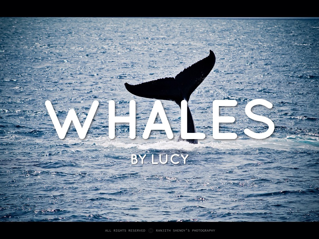 Whales By Lucy