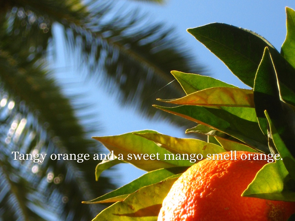 Tangy Orange by Dedric Burger