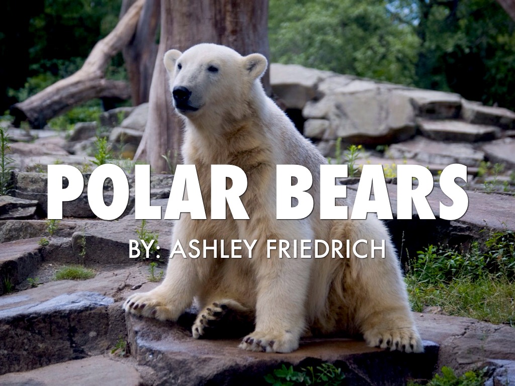 Polar Bears by Ashley Friedrich