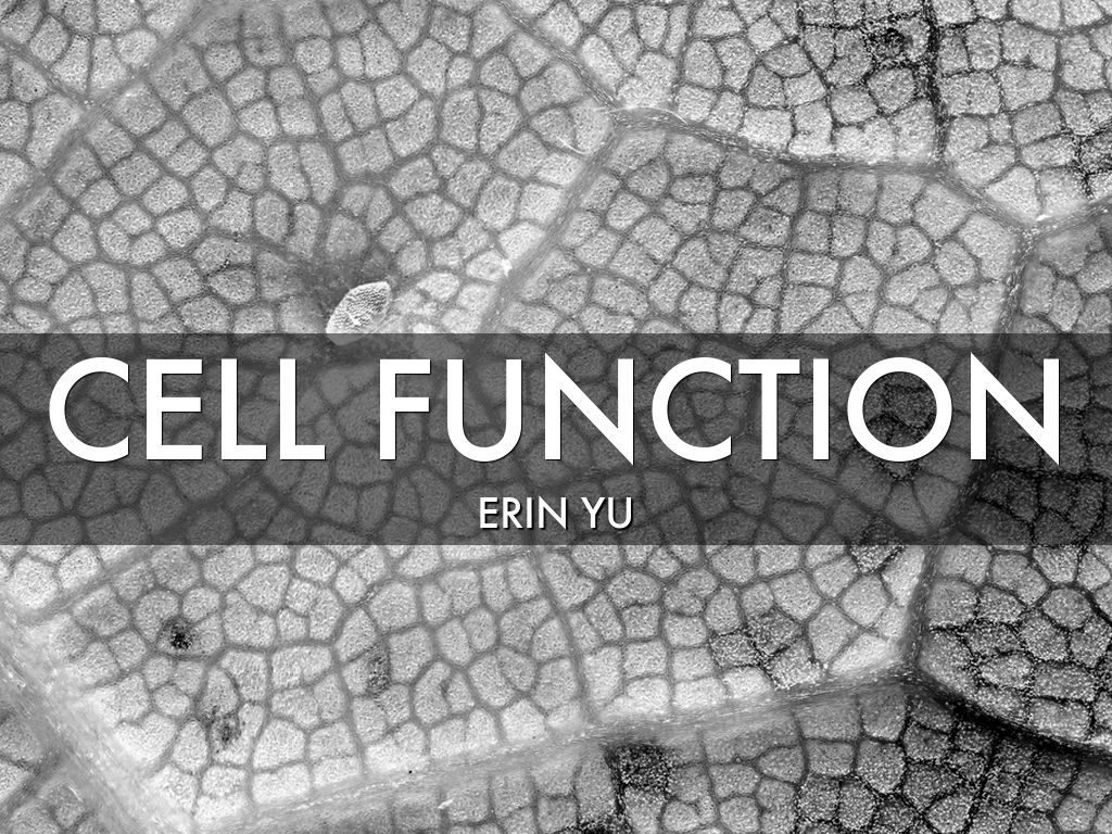 Cell Function