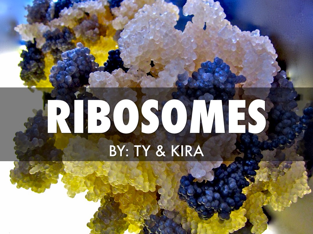 Ribosomes