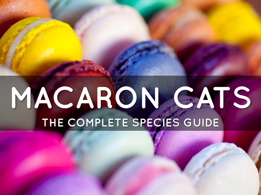 Macaron Cats: The Complete Species Guide