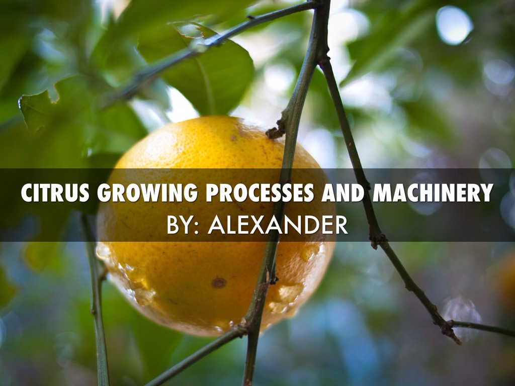 Citrus Growing Processes and Machinery prolong