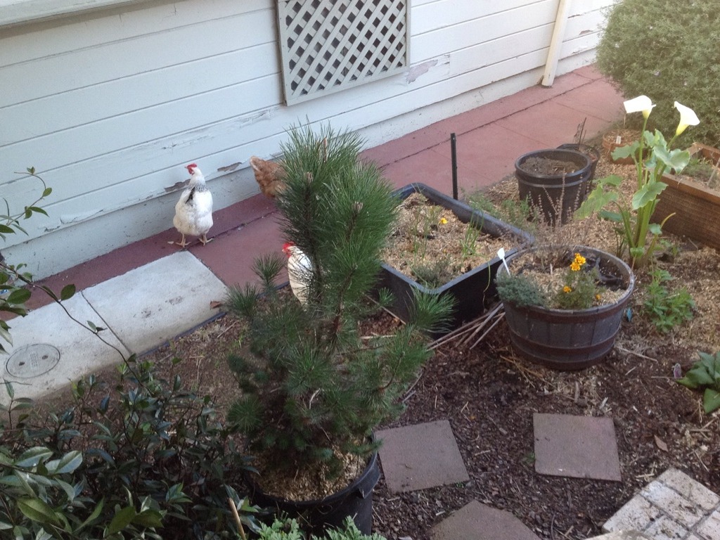 Chicken&Garden Damage by Melissa McClure