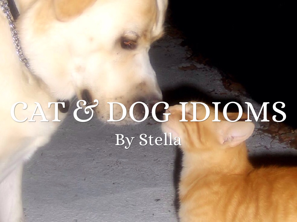 Cat and Dog Idioms by Susan Lewis