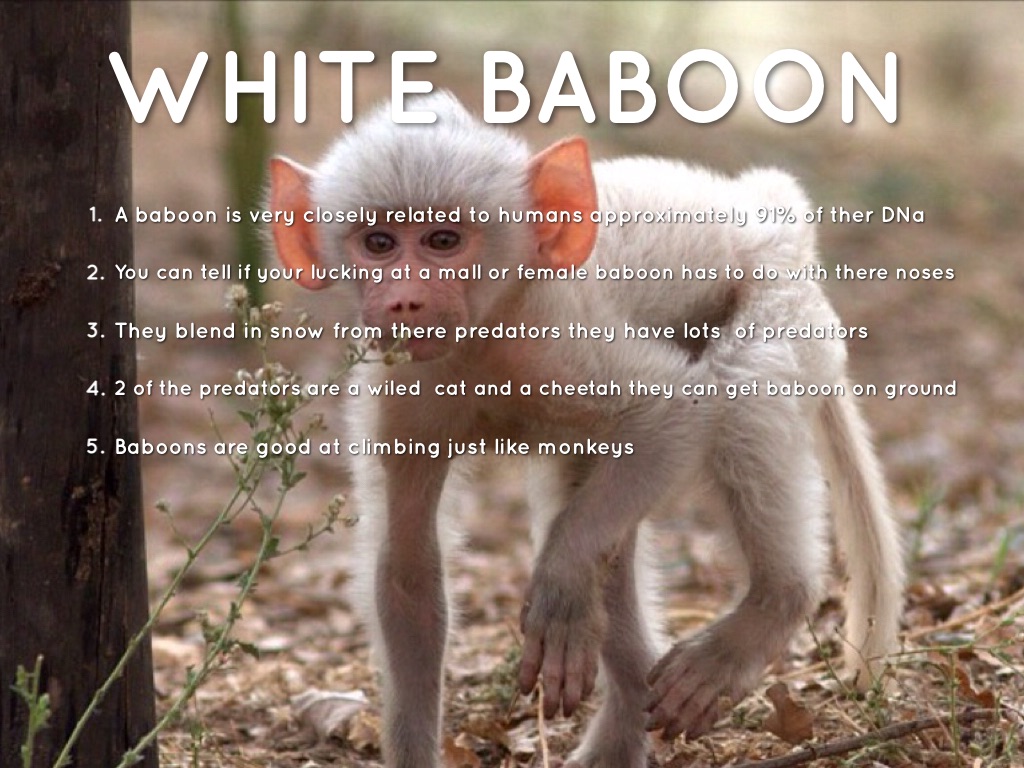 Baboon