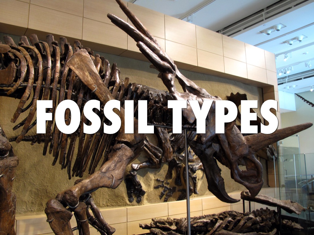 Fossil Types