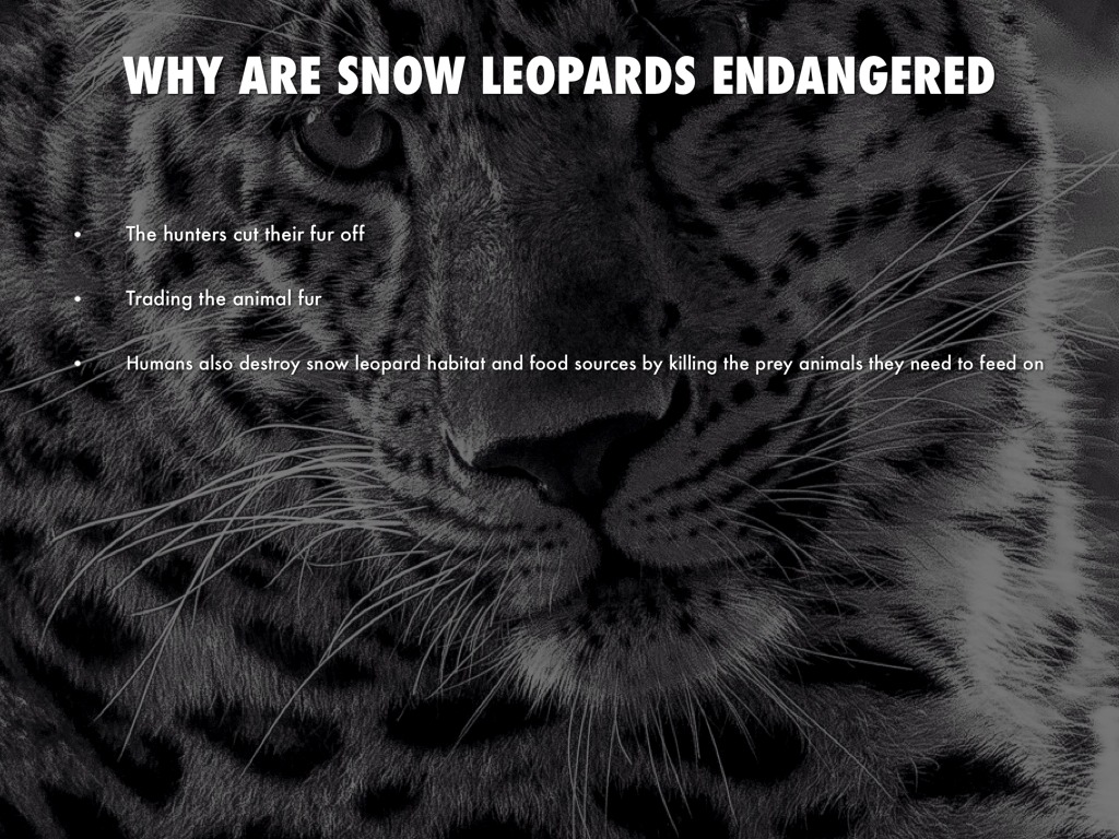 conservation of the snow leopard 2 essay Conservation of the snow leopard essay september 16, 2017 essays the snow leopard is a big cat weighing between 27-54 kilogram ( 60-120 pound ). conservation of the snow leopard 2 essay Conservation of the snow leopard essay september 16, 2017 essays the snow leopard is a big cat weighing between 27-54 kilogram ( 60-120 pound ).