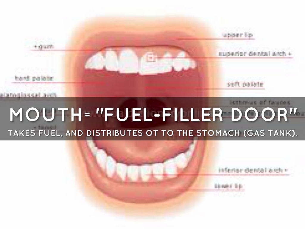 Digestive System by Bryn Kahle