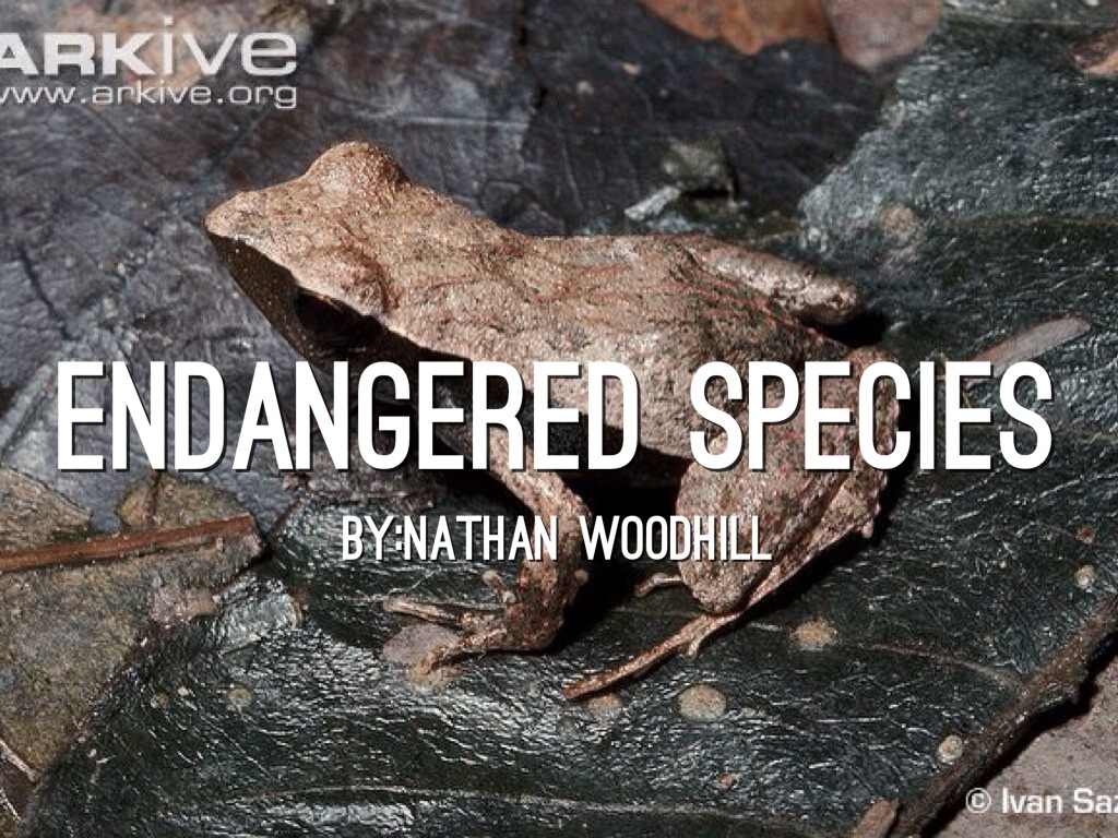 Endangered Species Project