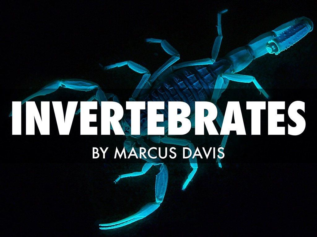 Invertebrates